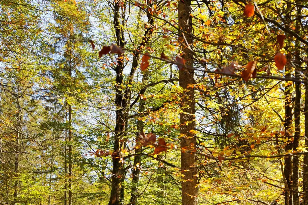 Lohner Hof- Familien Bauernhofurlaub am Chiemsee