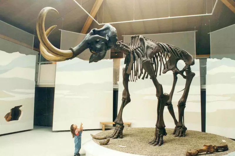 Naturkundemuseum Siegsdorf Mammutskelett Fossilien